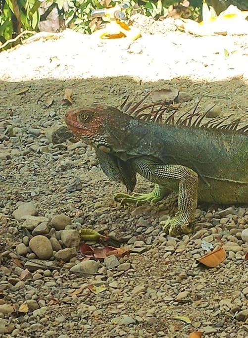 Casa Paraiso Manzanillo  Zewnętrze zdjęcie